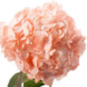 Meet your Posher, Theresa